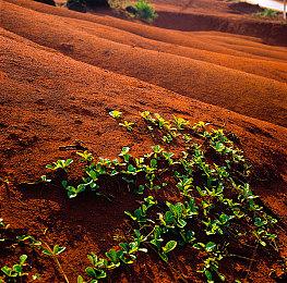 《马力欧+疯狂兔子：星耀之愿》限时免费游玩